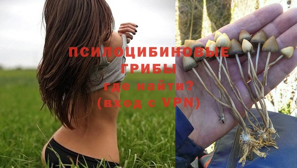 прущие грибы Аркадак